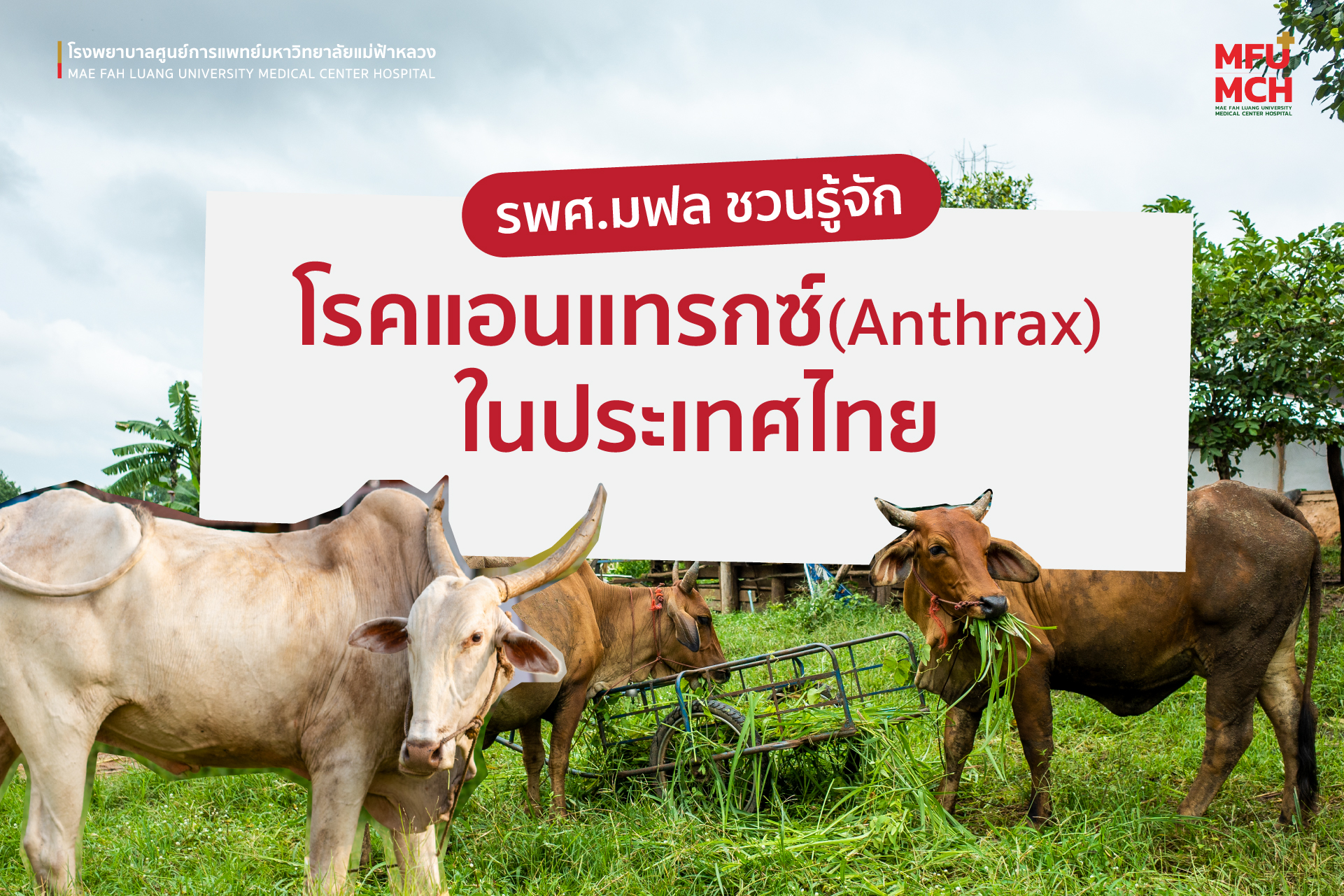 รู้จักโรคแอนแทรกซ์ (Anthrax) ในประเทศไทย